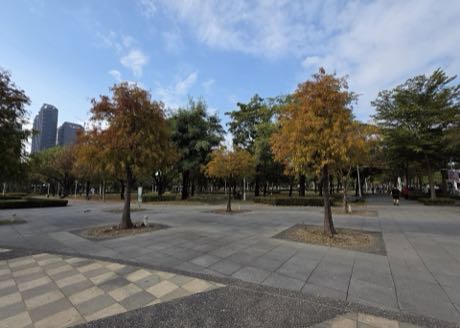 都市公園的鋪面廣場與草地，數棵落羽松葉色轉為橙黃；遠處有高樓與行走的人影，天空晴朗有薄雲。