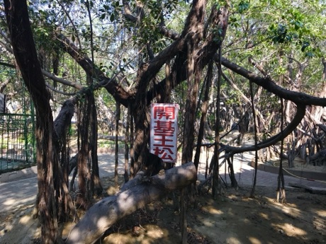 十二佃神榕的開基榕樹