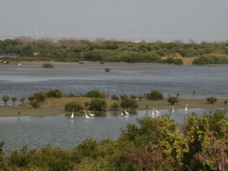 安平湖濱水鳥公園