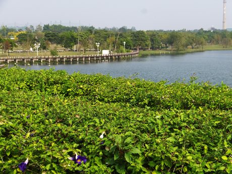 臺南都會公園的人工湖與環湖木棧道，前景是開花的地被植物。