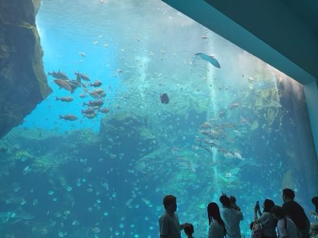 水族館的大型觀景窗，藍色水體中有成群魚類與礁石造景；窗前站著數名背對鏡頭的參觀者剪影。