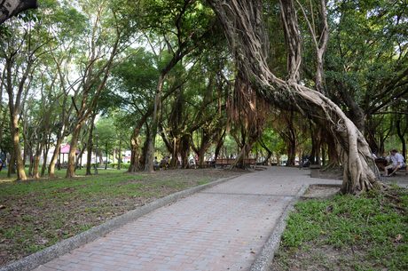 玉成公園中段的紅磚步道，兩側是氣根垂懸的老榕林蔭。